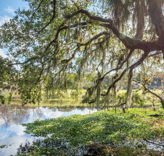 Hilton Head Marsh Thumbnail
